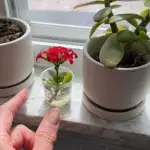 simple flower pots