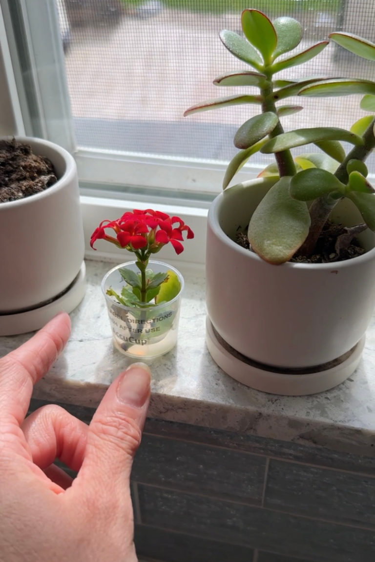 simple flower pots