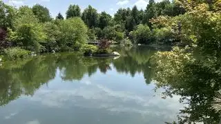 Lake view with trees